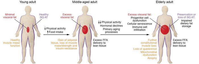 Understanding Metabolic Changes: Tailoring Weight Loss Strategies for Your 30s and 40s