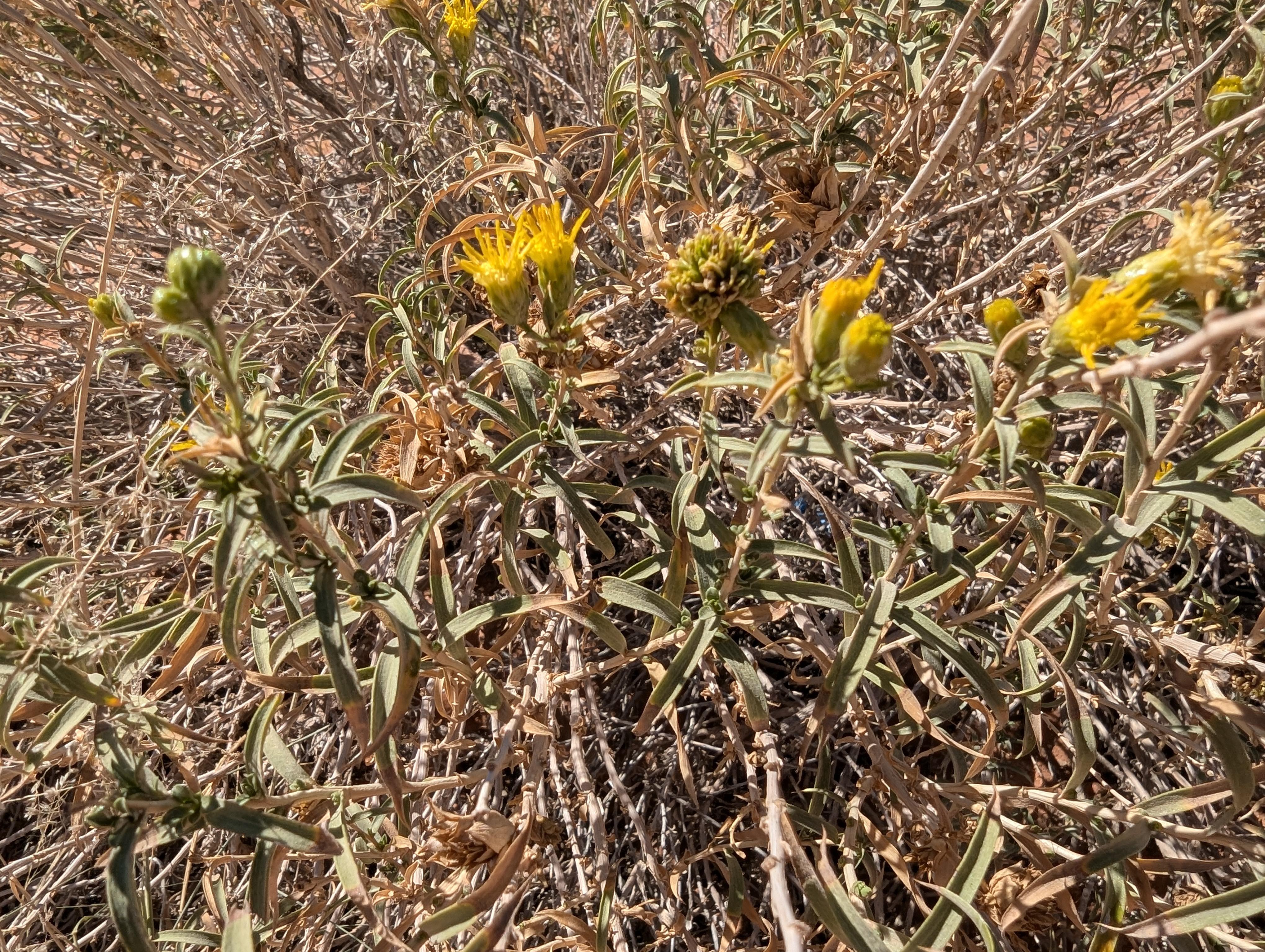 Understanding the Psychological Impact of Plateaus