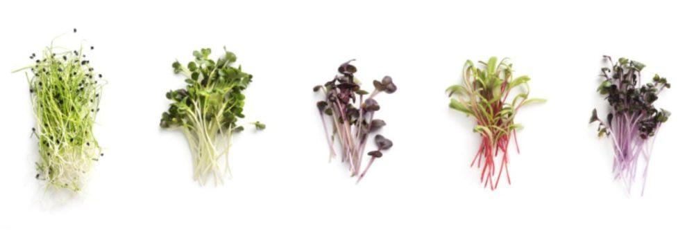 Choosing Nutrient-Dense Options at Restaurants