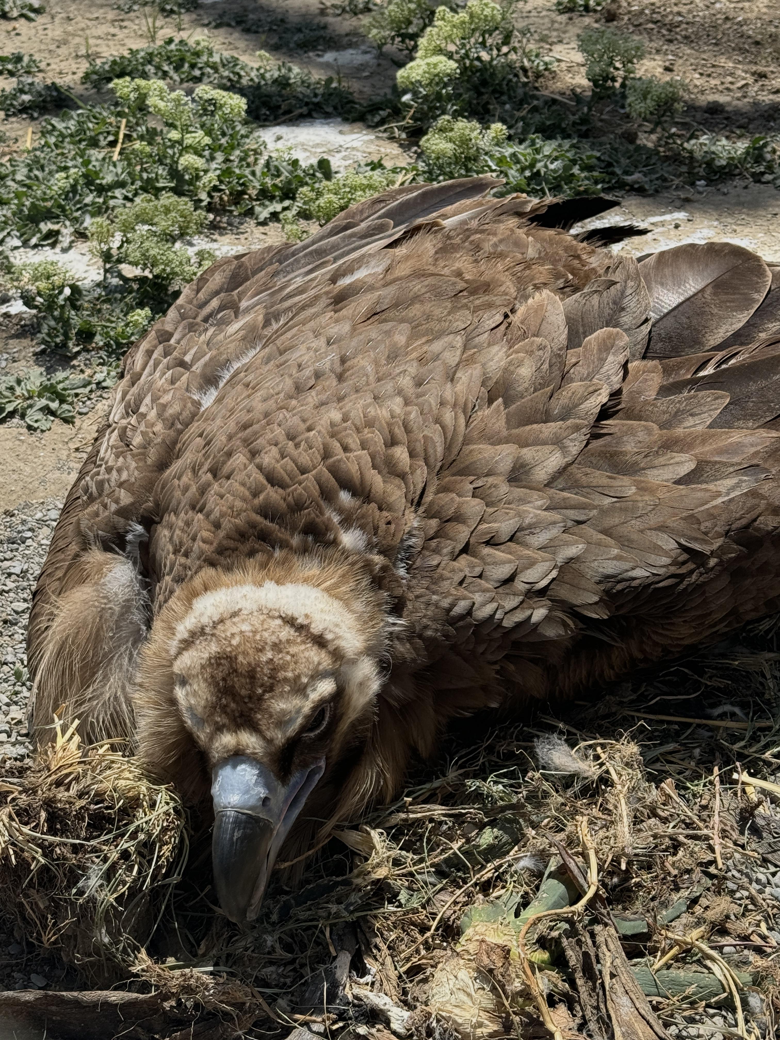 Understanding the Limitations of Willpower in Habit Formation