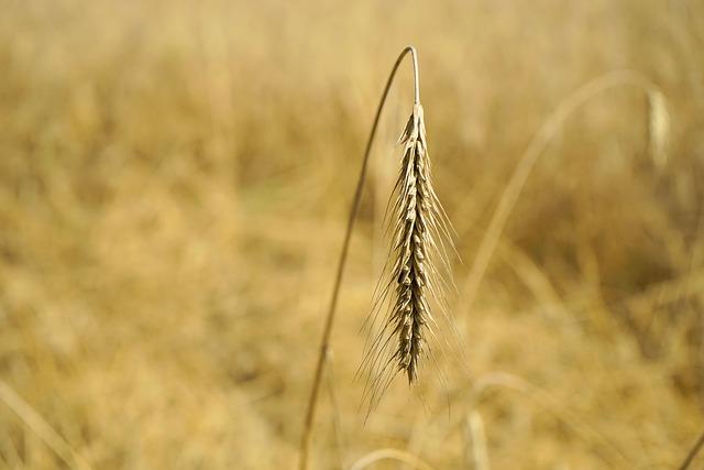 Expert Tips for Maximizing Fiber ‍Intake and Achieving Weight Loss Goals