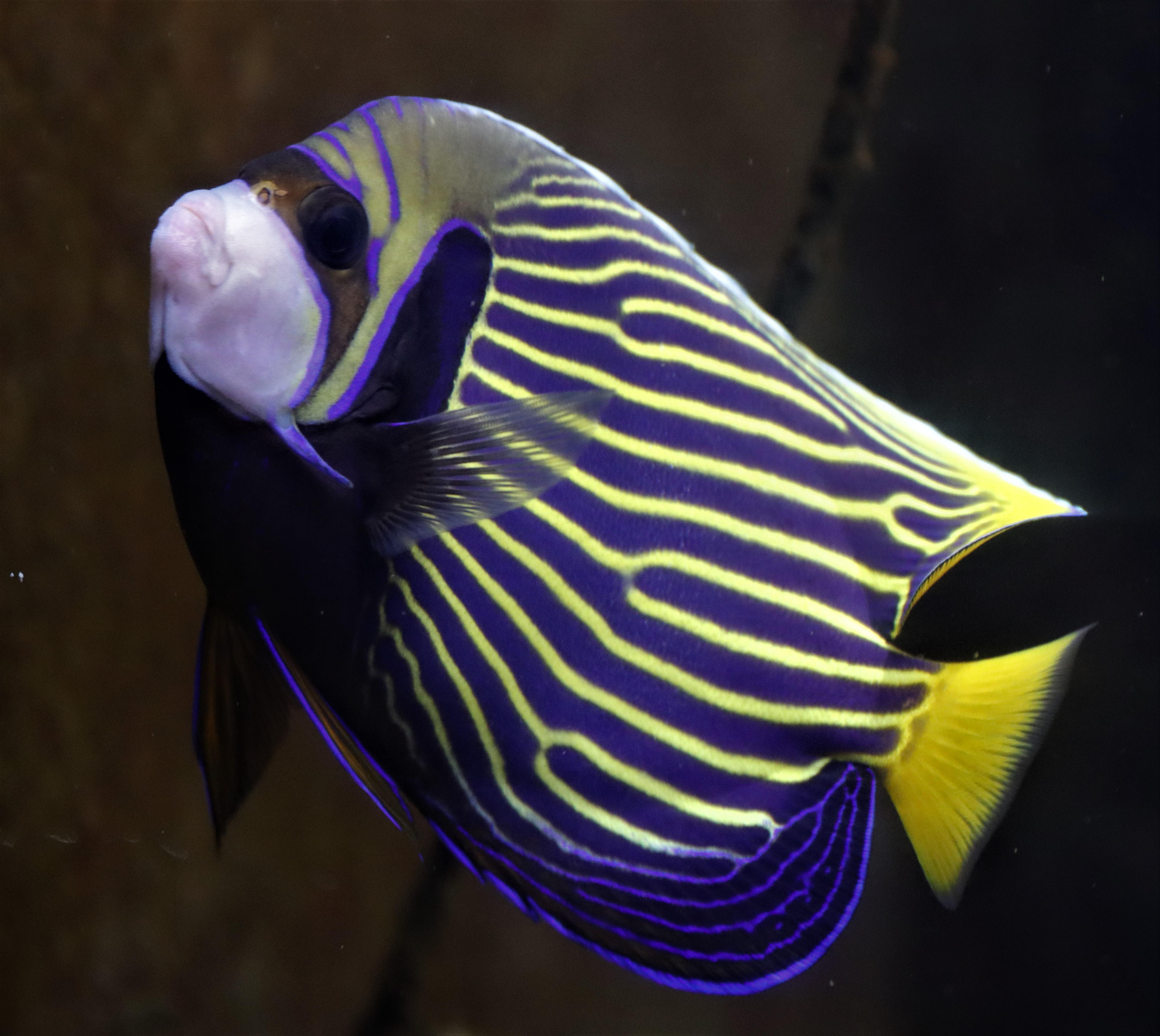 Dietary Strategies to Enhance​ Metabolic Flexibility for Long-Term Success