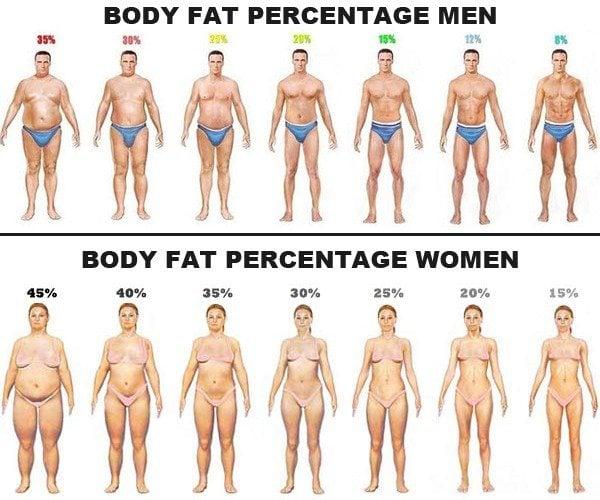 Choosing the Best Body Fat Calculator: Features and Reliability